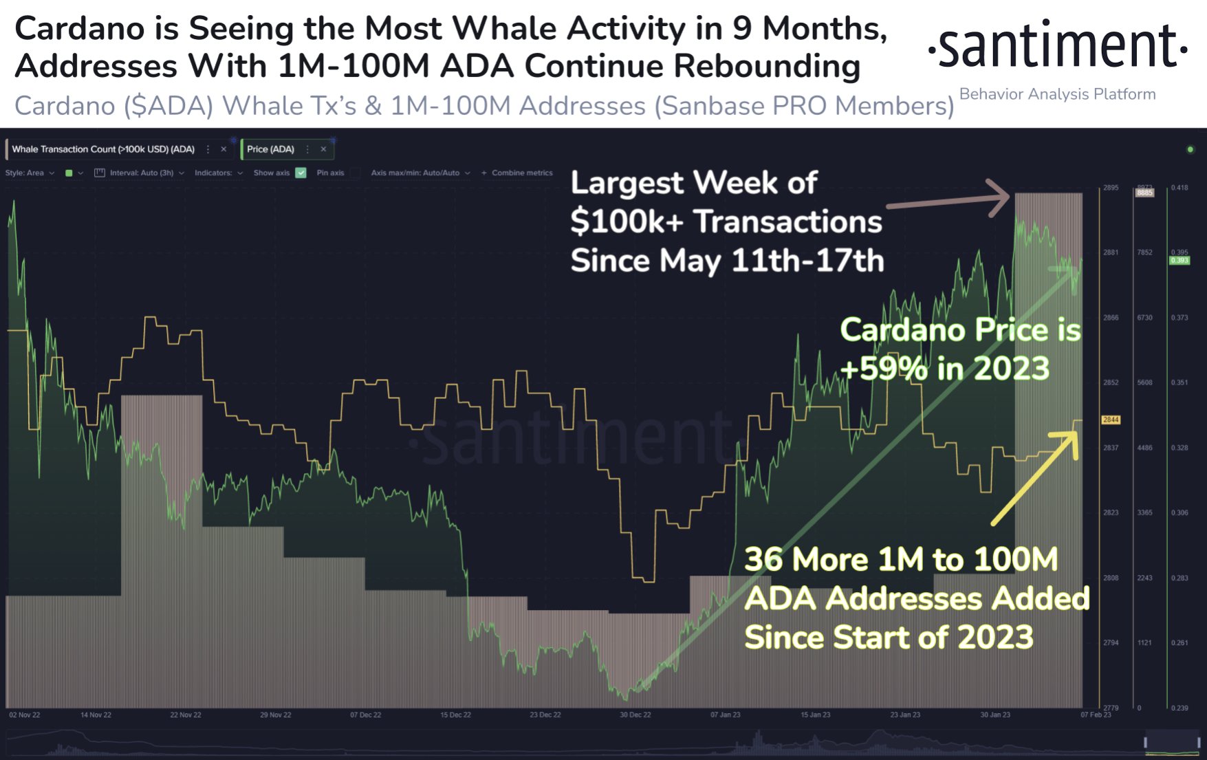 Cardano Whale Transaction Count