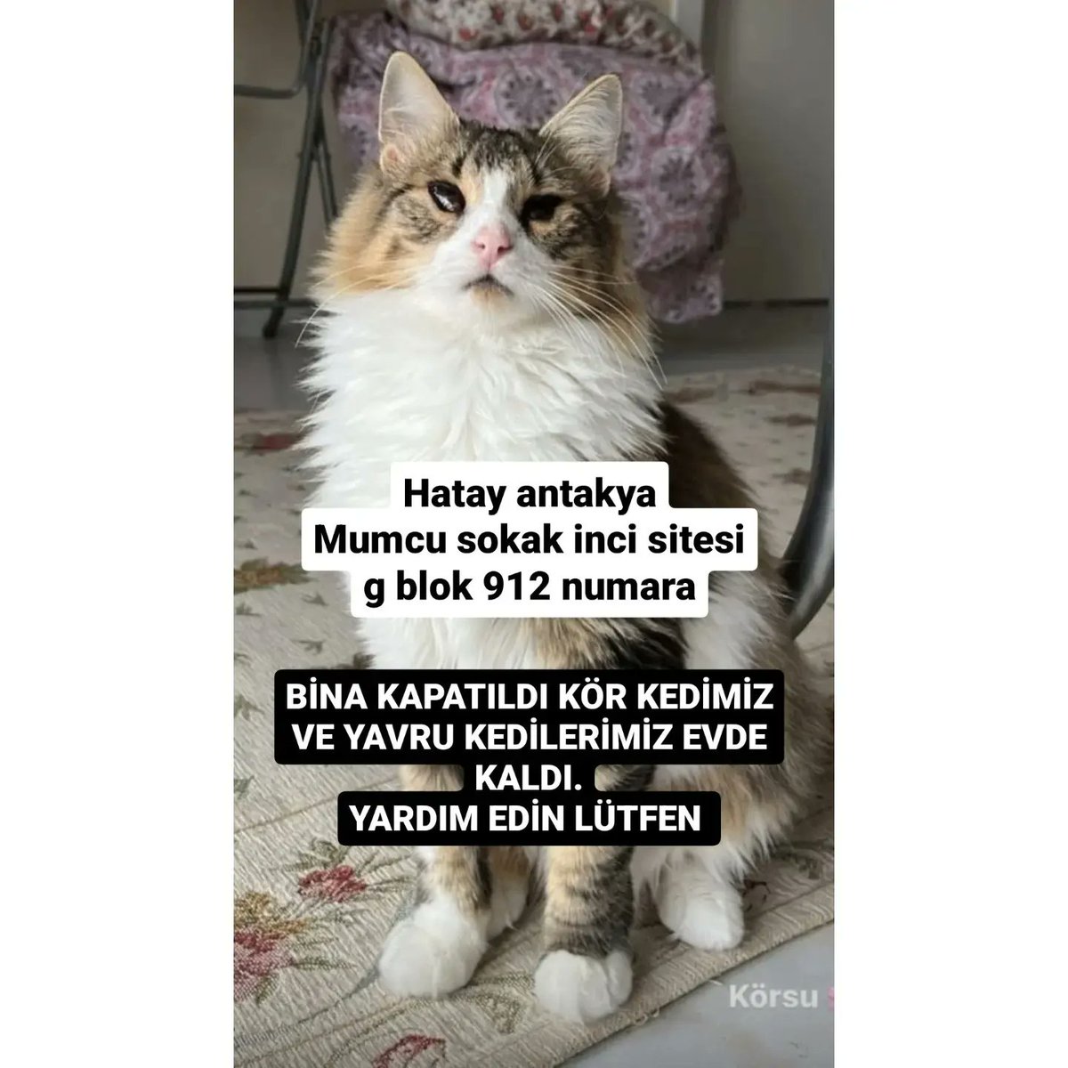 SELENORNEKK's tweet photo. @ILBERORTAYLIGSU BİNAMIZ KAPATILDI KÖR KEDİMİZ VE YAVRU KEDİLERİMİZ APARTMANDA KALDI NOLUR YARDIM EDİN‼️
Hatay antakya Mumcu sokak inci sitesi g blok 912 numara
LÜTFEN YARDIM EDECEK BİRİLERİ VAR MI?
KEDİM KÖR, ALLAH RIZASI İÇİN YARDIM EDİN KEDİLERİMİZİ KURTARIN NOLUR🙏055346245 60 @HaleNuronalll https://t.co/CqRpySoadJ