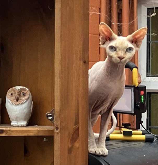 mojojungle68's tweet image. Have the Tory party completely imploded yet? #sphinxcat #peachonpolitics #isitsafeyet #ToryCorruption #pinkpantheress