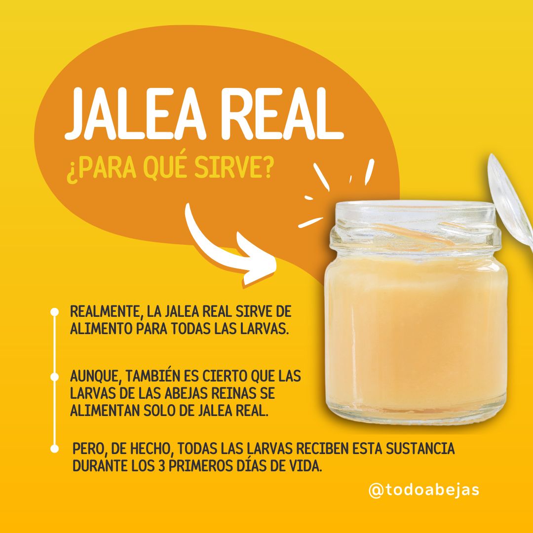 Ya sabemos para qué usan las abejas la cera ¿Qué me dices de la jalea real? 👀💛
.⁣⁣⁣⁣
.⁣⁣⁣⁣⁣
.⁣⁣⁣⁣⁣
.⁣⁣⁣⁣⁣
#todoabejas #apicultura #apicultor #apiculturaperu #peru #perú #abejasperú #apiario #materialesapicolas #productoaapicolas #miel #bees #beekeeping #abeja
