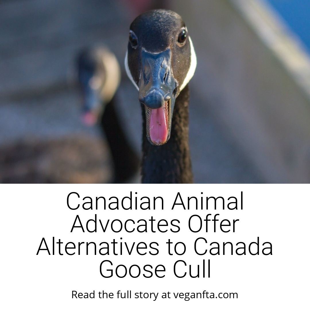 Vegan FTA on Twitter "The Animal Alliance of Canada has offered several alternatives to Canada