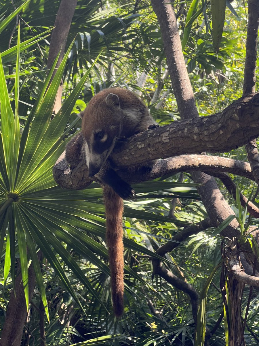 macncheesefrog's tweet photo. xcaret was amazing https://t.co/mf9uiYPGvD