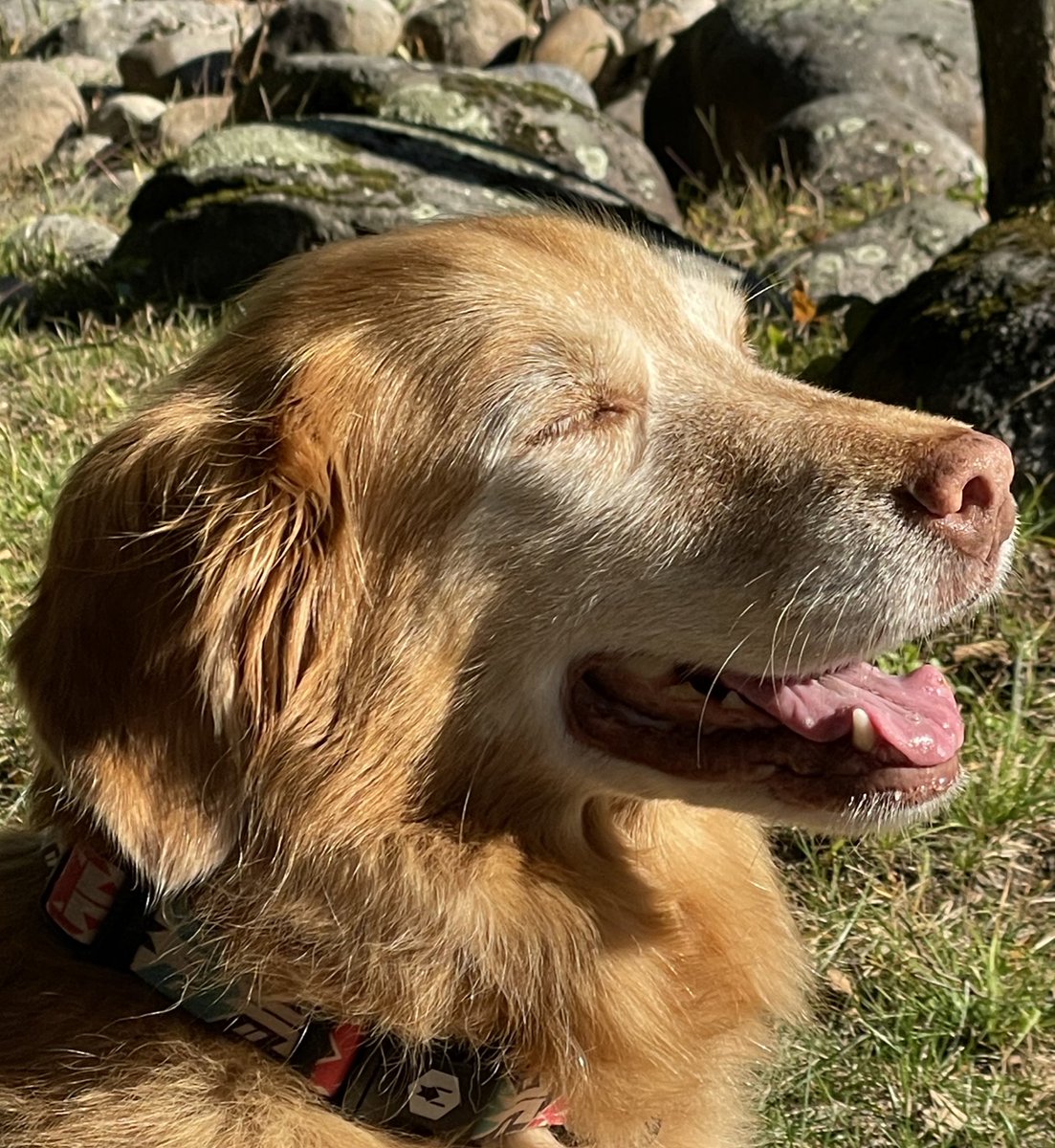 Elle enjoying the last few rays of sunshine on a short winter day!!
#TongueOutTuesday #GoldenRetrievers #GRC #DogsofTwittter #11yearsold