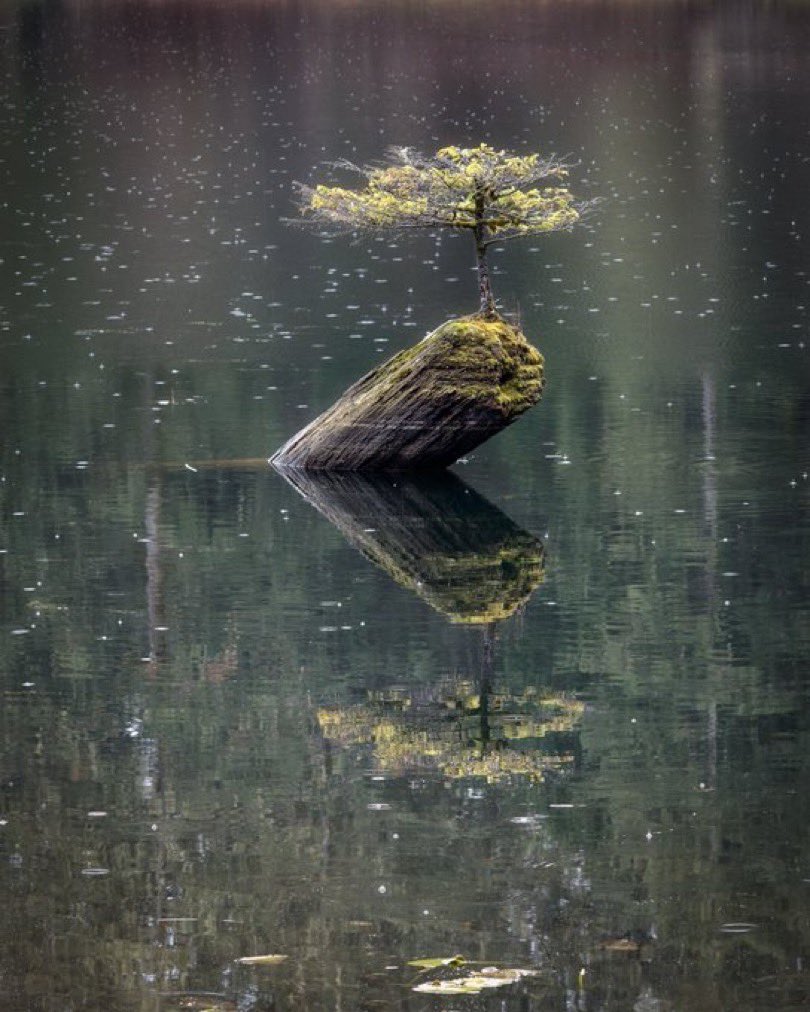 "The creation of a thousand forests is in one acorn." -Emerson 
Plant the seeds of creativity and watch the growth that results, for in both art and nature live our legacy. 

Image credit: <a href="/RebeccaSimrose/">Rebecca Simrose</a>