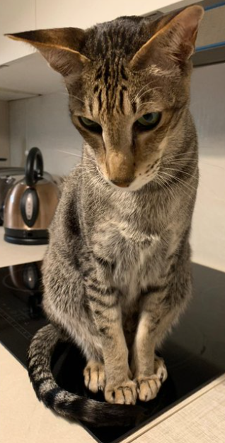 Matthys88088720's tweet photo. Le chat de @Laurenc74089748, c'est pas un nez qu'il a, je vais rester prudent mais je vous laisse envisager. https://t.co/sY9bpVLdxM