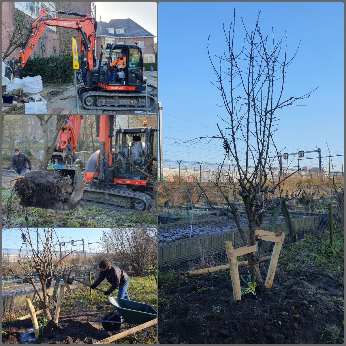 Perenreddingsactie. Operatie geslaagd, patiënt ontwaakt in de lente uit narcose - hopelijk. Vanwege herstel #fundering op het G.W. Burgerplein moesten tuintjes leeg. Dat leverde behalve een peer veel struiken en planten op om de wijk groener te maken!