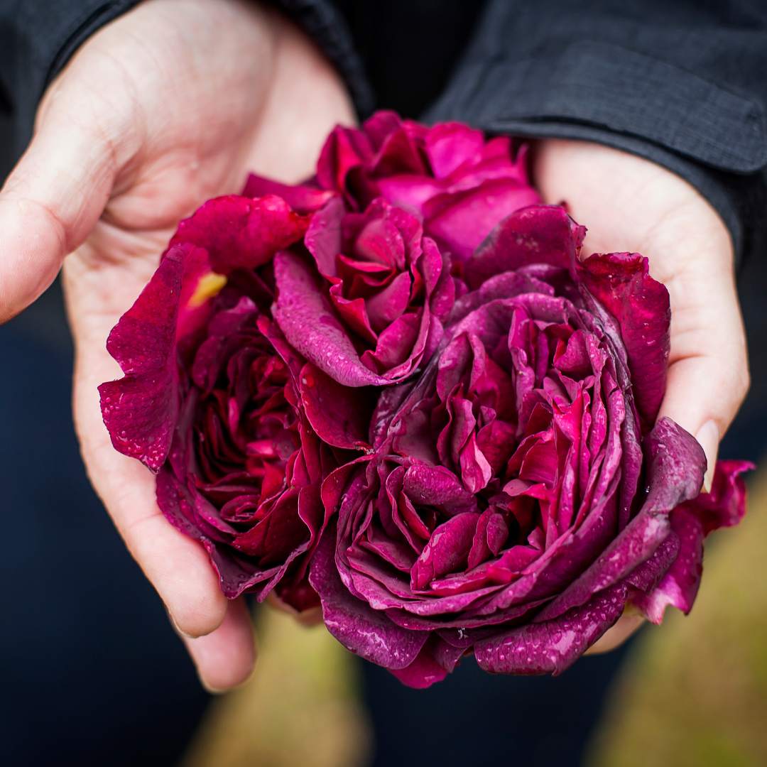 Roses have long been associated with Valentine's Day and we grow 50kgs each year to distill in Lussa Gin. If you sign up for a handful of newsletters each year, we'll send you a 20% discount for our website.

 mailchi.mp/lussagin/valen…