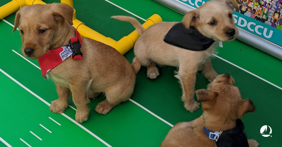 SDCCU on Twitter "SDCCU is proud to sponsor the Puppy Bowl on