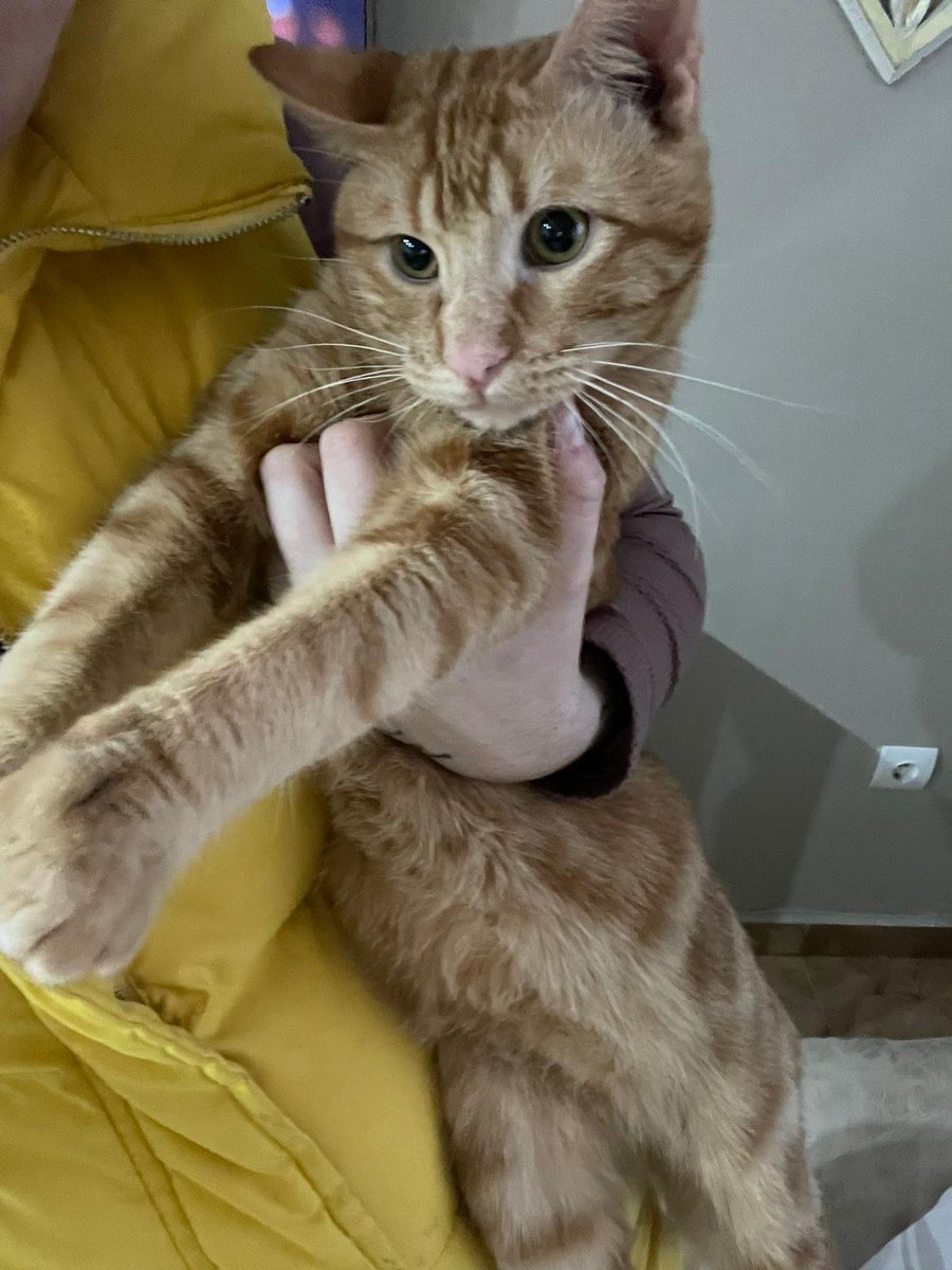 Cllaudiia96's tweet photo. Este gatete necesita una familia o lo van a echar a la calle, quitando lo que pienso, vamos a encontrarle una casa!! Es un macho de seis meses y es muy bueno!! Difusión, está en Pinos Puente https://t.co/DSW00TYL90