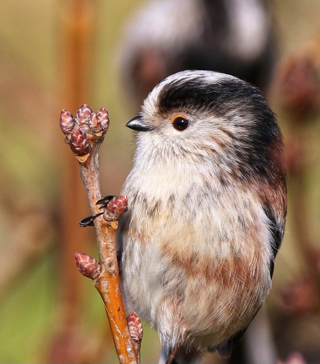 Long Tailed Tit #rspb #birder #birdphotography #BirdsOfTwitter #birdwatching #canon #canonpics #canonphotography #canon7dmk2 #wild #wildbirds #ukbirds #britishnature #springwatch #winterwatch
