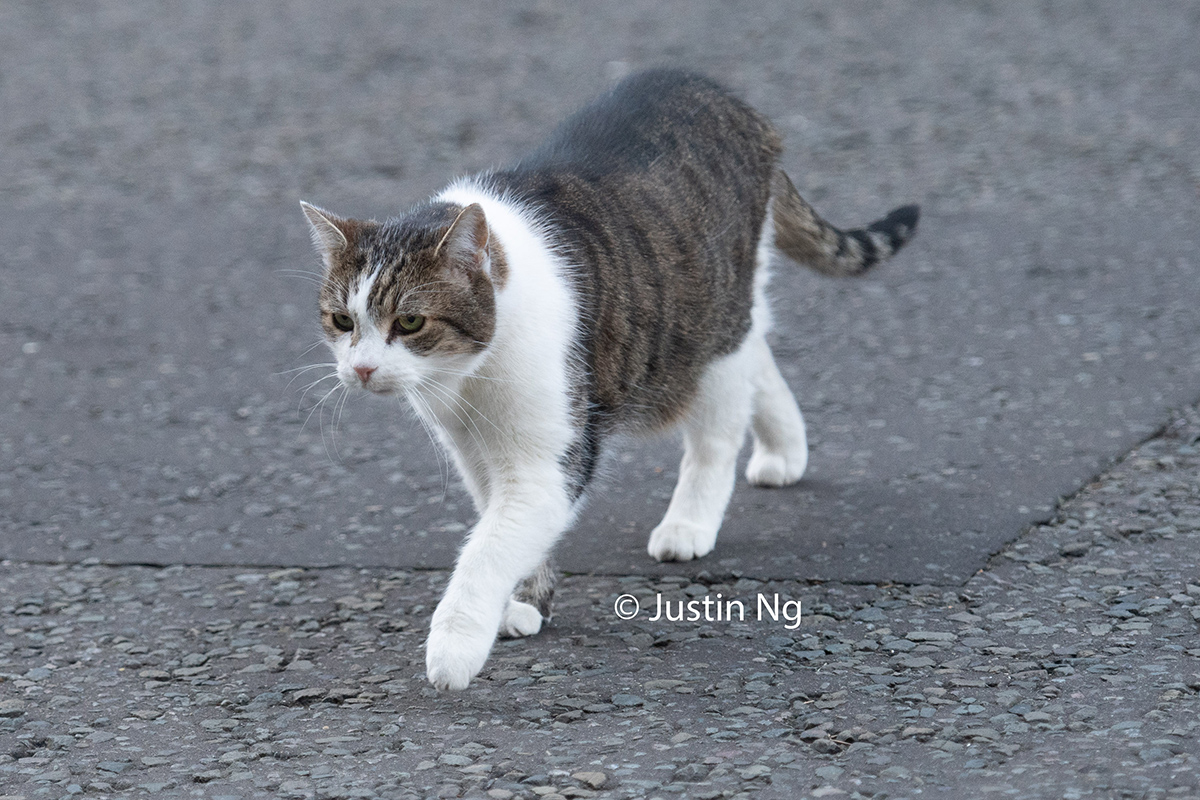 Licks his lips (target acquired) literally seconds after coming out. A month may have passed but the routine's still the same. Also some Japanese colleagues from Asahi TV were happily able to film him after we told them it was pot luck for sightings.