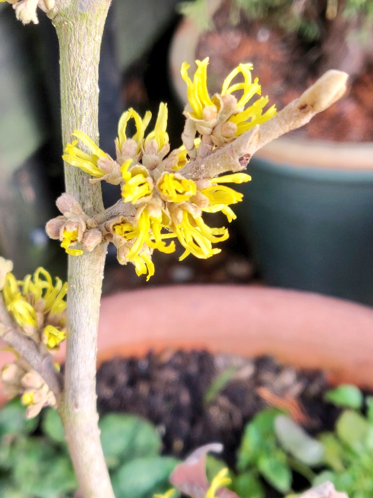 GardenSnippets's tweet photo. Treated myself to this beauty last autumn for one of my new pots. Now enjoying the delicate beauty and wonderful fragrance in the late winter sunshine, and still this display of colour to come later in the year https://t.co/eLBp9SEj2K
