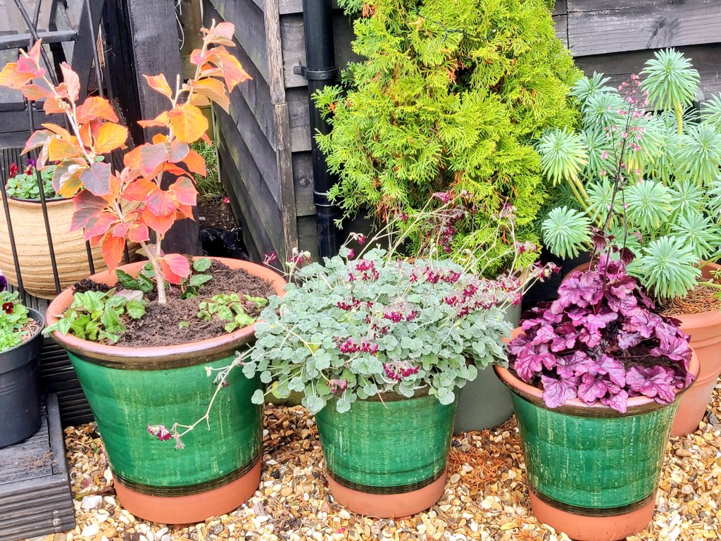 Treated myself to this beauty last autumn for one of my new pots. Now enjoying the delicate beauty and wonderful fragrance in the late winter sunshine, and still this display of colour to come later in the year