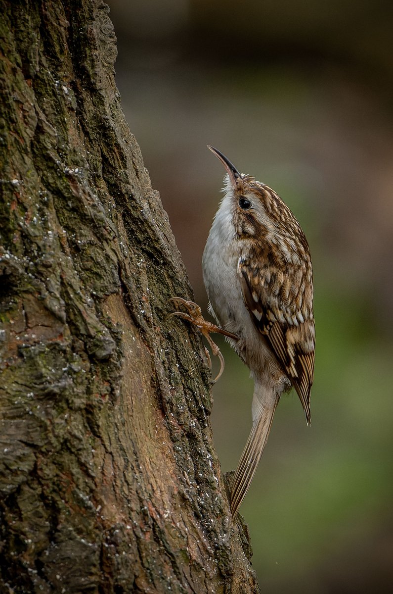 franks_ste's tweet photo. Tree Creeper, Cowpen Bewley,@teeswildlife @teesbirds1 @DurhamBirdClub @Natures_Voice , https://t.co/tZ3h6ATxo4