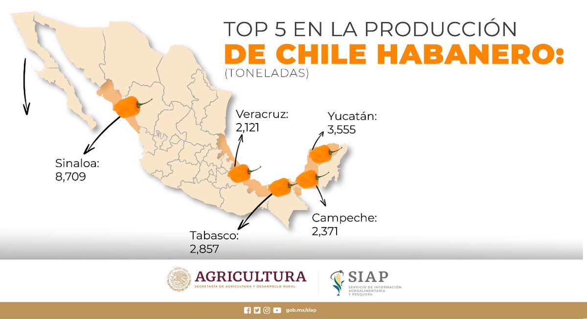#Sinaloa, #Yucatán, #Tabasco, #Campeche y #Veracruz concentran 72.1% de la producción nacional de #ChileHabanero. En 2021, juntas cosecharon 19 mil 613, de las 27 mil 203 toneladas del volumen nacional.
#AgriculturaMexicana
#AnuarioAgrícola