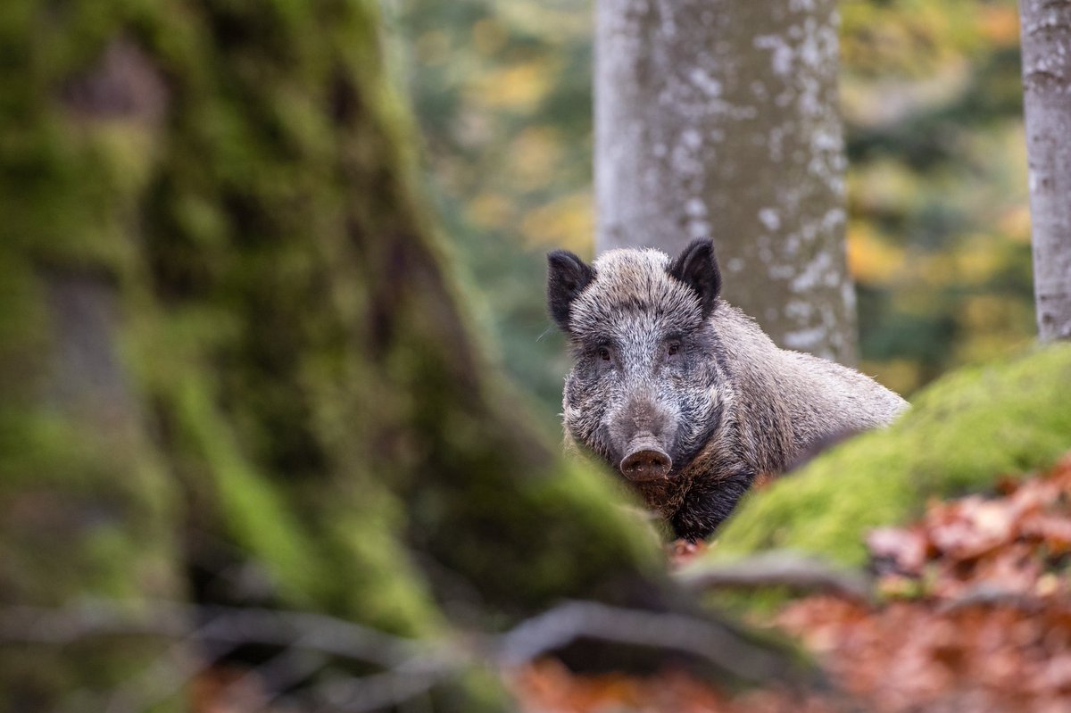 RuegenOutdoor's tweet photo. Wie die #Wildsau auf die #Insel #Rügen kam? Ob zuerst #Rehe oder #Hirsche auf dem Eiland waren? - (vielleicht) #Unbekanntes aus der #Pflanzen- und #Tierwelt Rügens: https://t.co/ZDclE2ZMDB https://t.co/dLIPRjl7l6