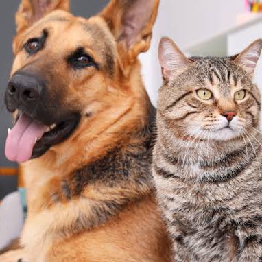 choquei's tweet photo. 🚨AGORA: Senado aprova lei e aumenta para até 5 anos de prisão a pena para quem maltratar cães e gatos. https://t.co/I0lMYemDDJ