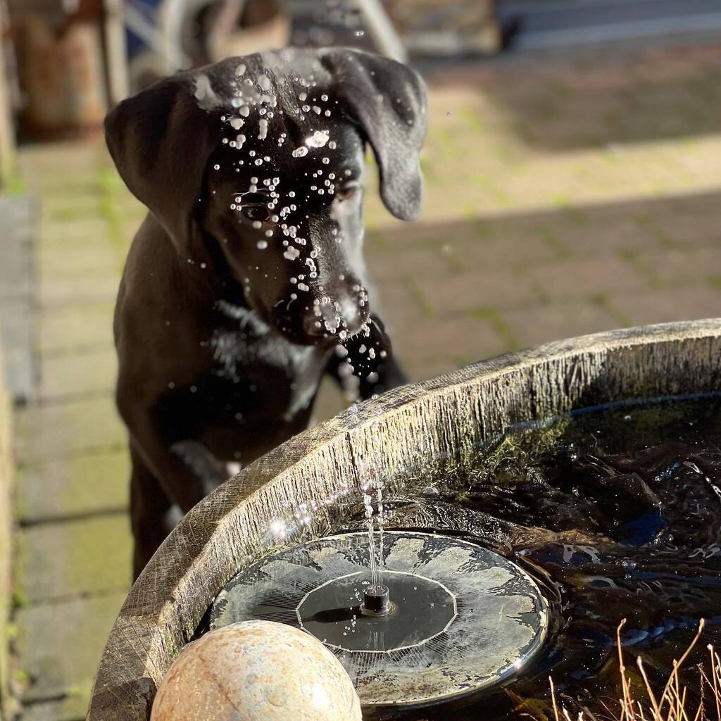 dschortsch's tweet photo. sparkles and sunshine #labrador #dogslife #sunshine #countryside #wintersun #joy #sparkle #explore https://t.co/RuPV5LjhAQ https://t.co/abrwE5g4pB