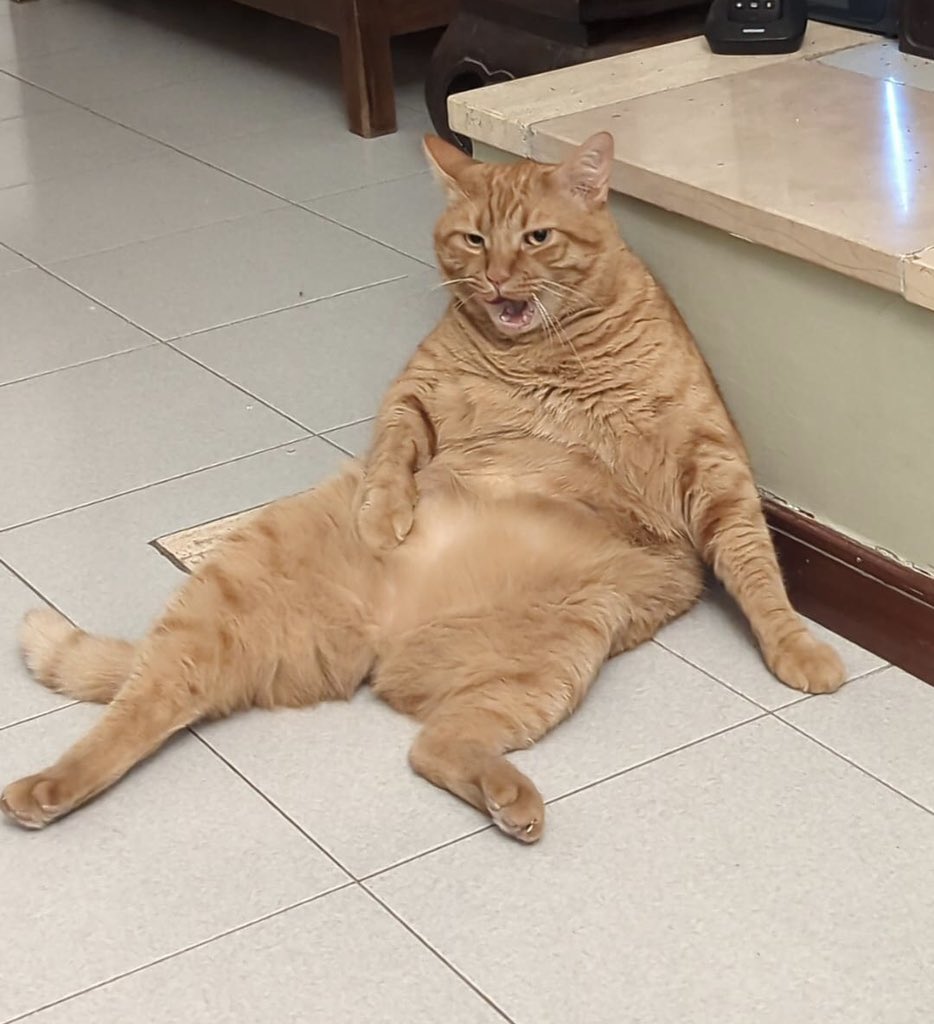 Unbiscottoperdue tweet media