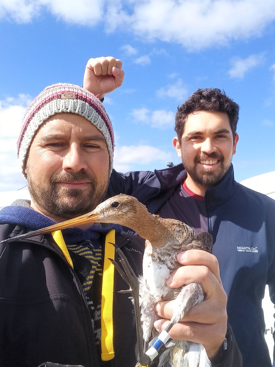 afonso_dr_rocha's tweet photo. Esperança "hope" BT #gotwit is also back. One of the first godwits we found in the breeding areas of #friesland & will allow comparing the oxidative status of mothers and offspring. Last locations were in Senegal and now she is again in Tagus, however, no longer transmitting https://t.co/tPkMXREnfs