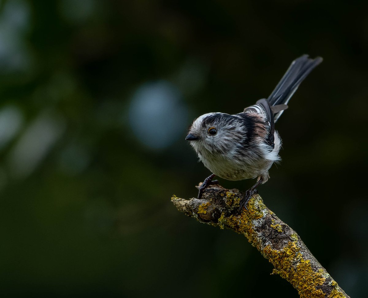 franks_ste's tweet photo. Longtail Tit Perched,@teeswildlife @teesbirds1 @DurhamBirdClub @Natures_Voice , https://t.co/ag92GPJAXb