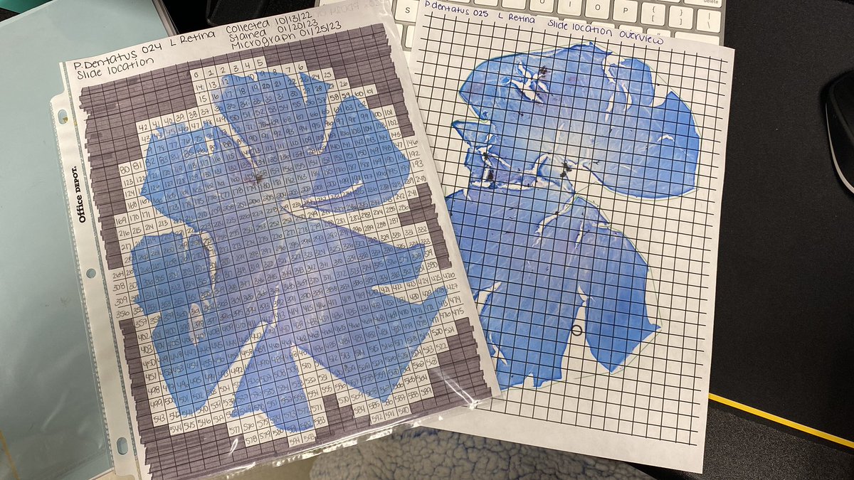VaniMoreno29's tweet photo. When you have to come up with your own numbering system for image locations. Also can we just enjoy the beauty of those retina photos ποΈπβ€οΈ #retinaltopography #gradstudentstories #whoneedseyesanyways #paintbynumbers https://t.co/goj85oPxZi