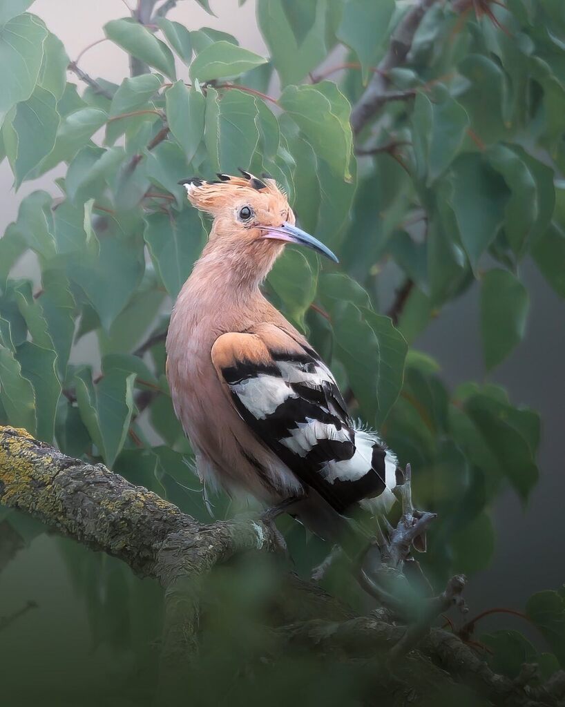 ObjectiuAlat's tweet image. L’elegància de la Puput (Upupa epops) és indiscutible😍
.
.
.
.
#ocells_de_catalunya #icocells #ocellscat #ornitologia #catalunya_alnatural #ornitocat #faunacatalana #wildlife_perfection #ocellsdecatalunya #birdsofinstagram #fineart #catalunya_animal … instagr.am/p/CoYE8NjrYL2/