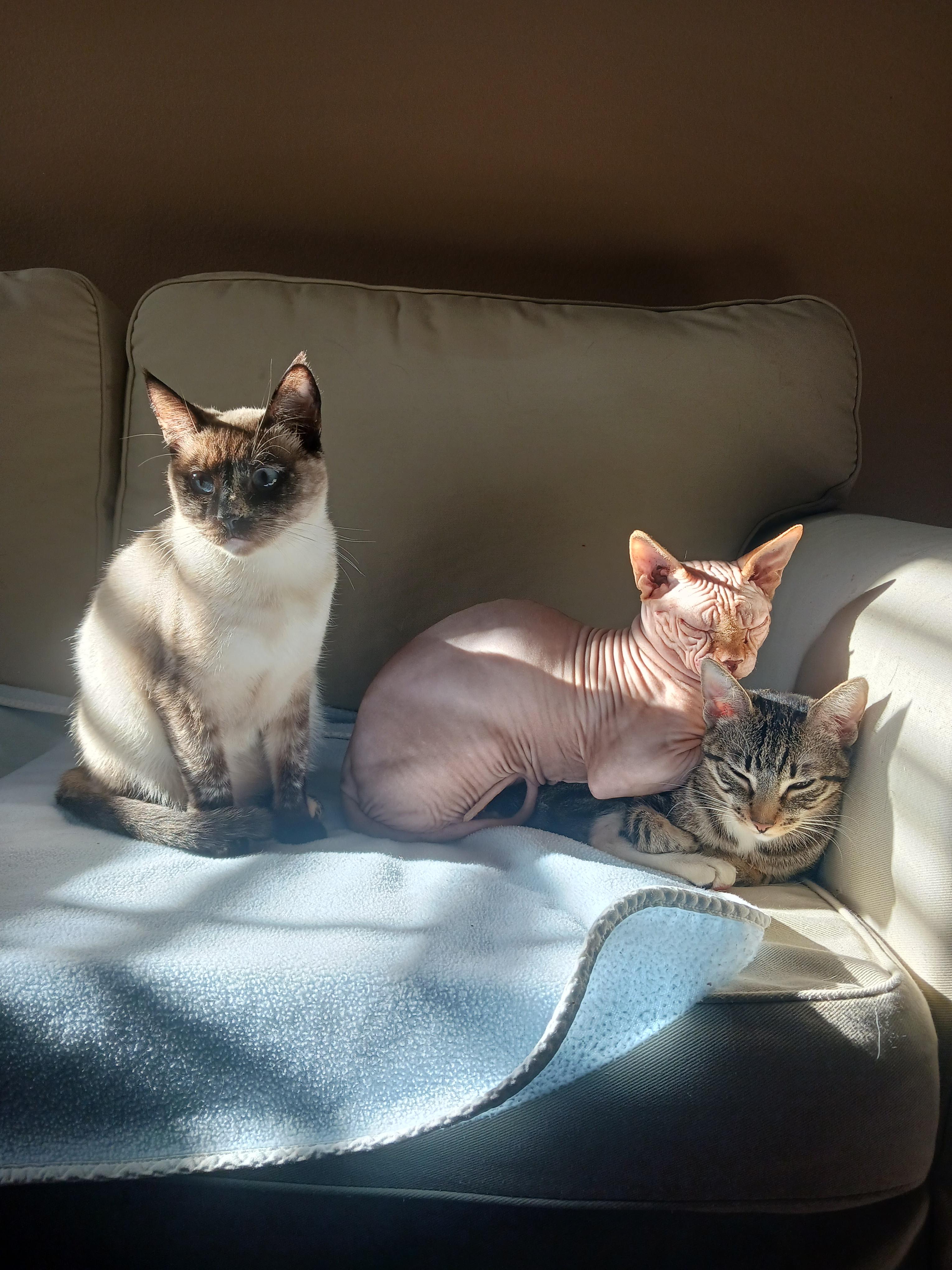 Michael's Cat on Twitter "Do you just sign away your rights to your