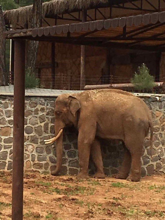 #Gaziantep Hayvanat Bahçesi'nde ömür boyu hapse mahkum edilen, #deprem sırasında istese de kaçamayan tutsak hayvanlar ne durumda; sağlık durumları, alınan koruma önlemleri ve yapılan tedaviler konusunda bilgi paylaşır mısınız <a href="/FatmaSahin/">Fatma Şahin</a> <a href="/GaziantepBeld/">Gaziantep Büyükşehir</a> <a href="/TCTarim/">T.C. Tarım ve Orman Bakanlığı</a> <a href="/GaziantepDkmp/">Gaziantep DKMP</a>?