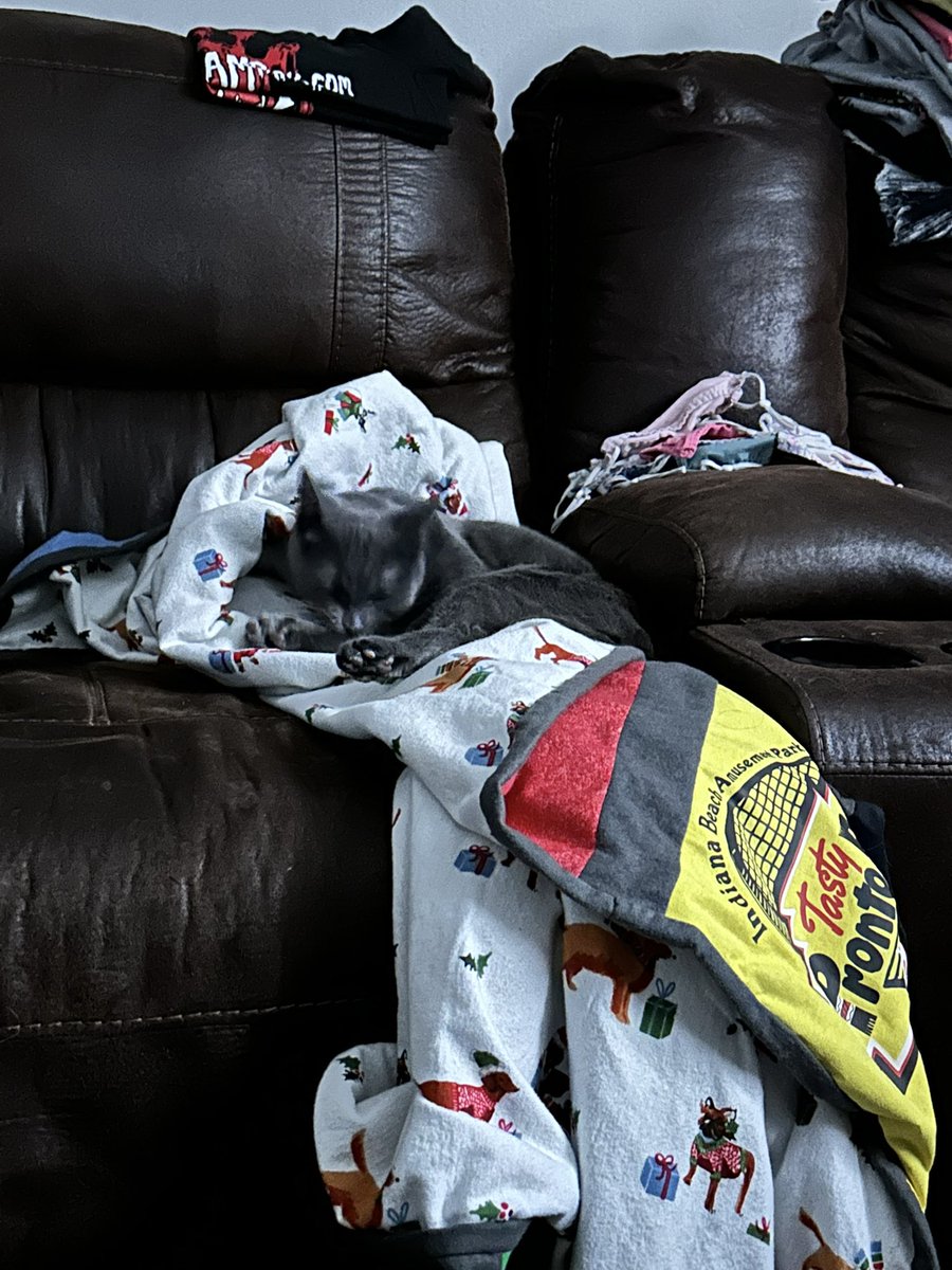HigherBassist's tweet photo. @DivaJilly Here's all 5 of our kitties. There were little wet paw prints around the house the other day and I found one of them using their paw to drink. Weirdo. https://t.co/HkTpnaO6nx