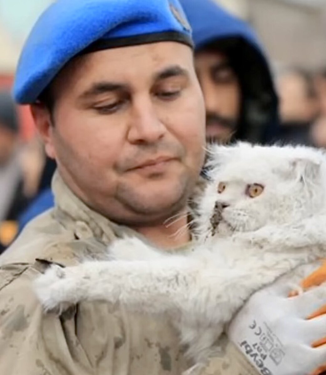 World Animal News on Twitter "Breaking! The World Is Mobilizing To Assist With Heroic Search