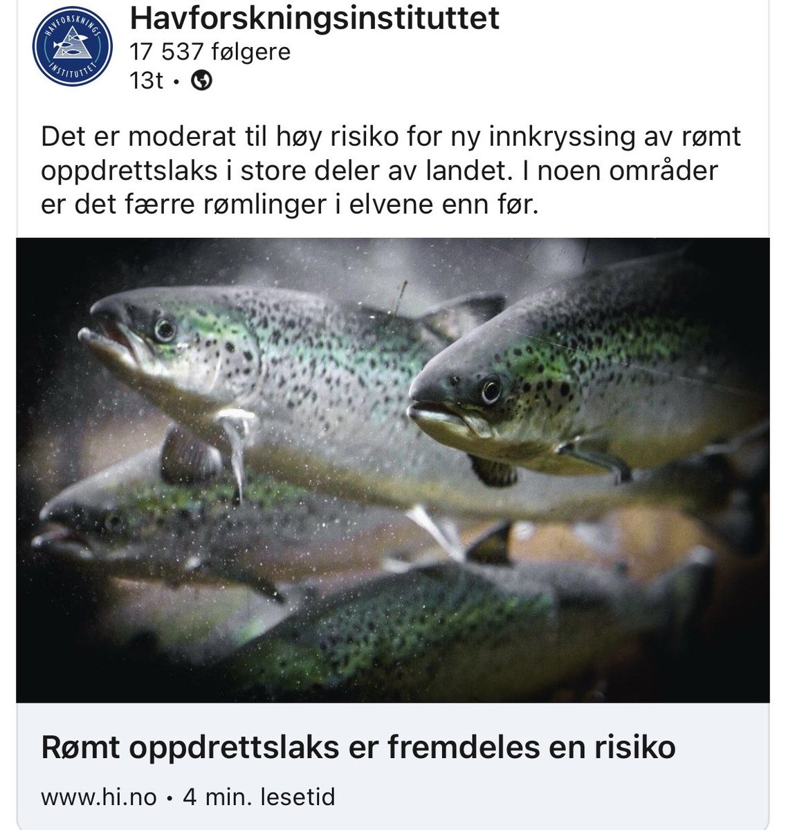 Monica F. Solberg (@solberg_mf) on Twitter photo I dag lanserte vi <a href="/Havforskningen/">Havforskningsinstituttet</a> vår oppdaterte risikovurdering for norsk fiskeoppdrett. Du kan lese en kort oppsummering om risiko knyttet til innkryssing av rømt oppdrettelaks her 👇
hi.no/hi/nyheter/202… I dag lanserte vi <a href="/Havforskningen/">Havforskningsinstituttet</a> vår oppdaterte risikovurdering for norsk fiskeoppdrett. Du kan lese en kort oppsummering om risiko knyttet til innkryssing av rømt oppdrettelaks her 👇
hi.no/hi/nyheter/202…