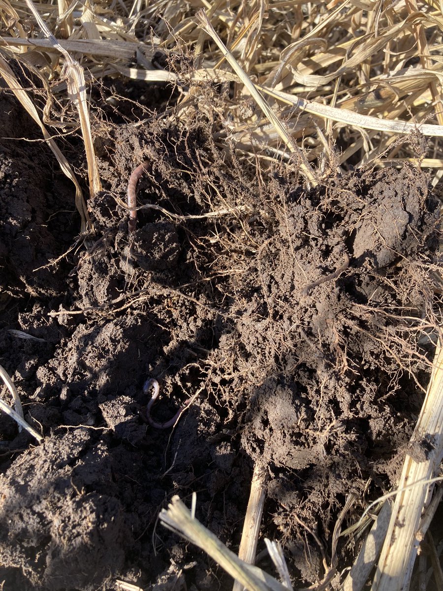 Appreciating a sunny afternoon in February and some time to observe what’s happening in a few fields... and seeing life.