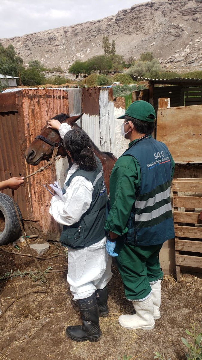 #Lasana🟢Dando cumplimiento a su compromiso con la comunidad de 👩‍🌾👨‍🌾 , Seremi Celia González, coordinó de forma inmediata con el Equipo profesional veterinario del <a href="/sagchile/">SAG</a> Regional la atención de los animales que han sido afectados por esta situación de emergencia.
