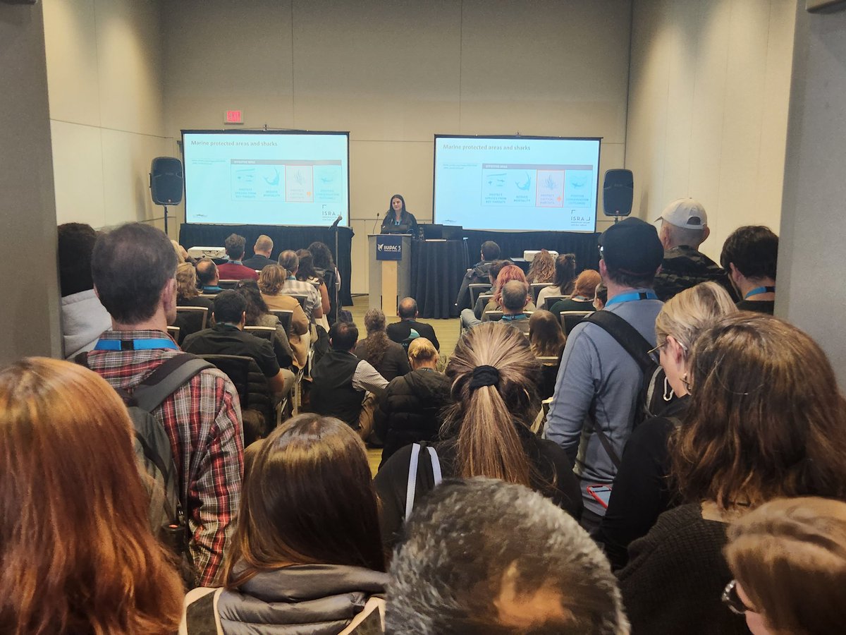 G_OCeans's tweet photo. Breaking news ⚠️
Spillover effect spotted at @IMPAC5Canada!
Rima Jabado @ElasmoProject and others are responsible for this. Important Shark & Ray Areas (#ISRAs) are here and may help us reduce anthropogenic pressures on #elasmobranchs
@midearthshark @SharkRayAreas https://t.co/WdKVG7UmSG