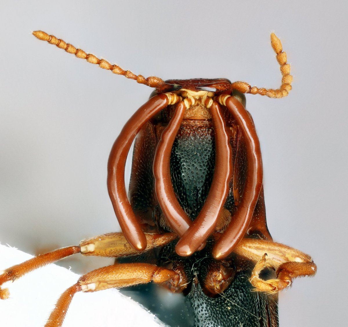 This click beetle from Madagascar (no further details) looked so normal from above. #sausages #wurst