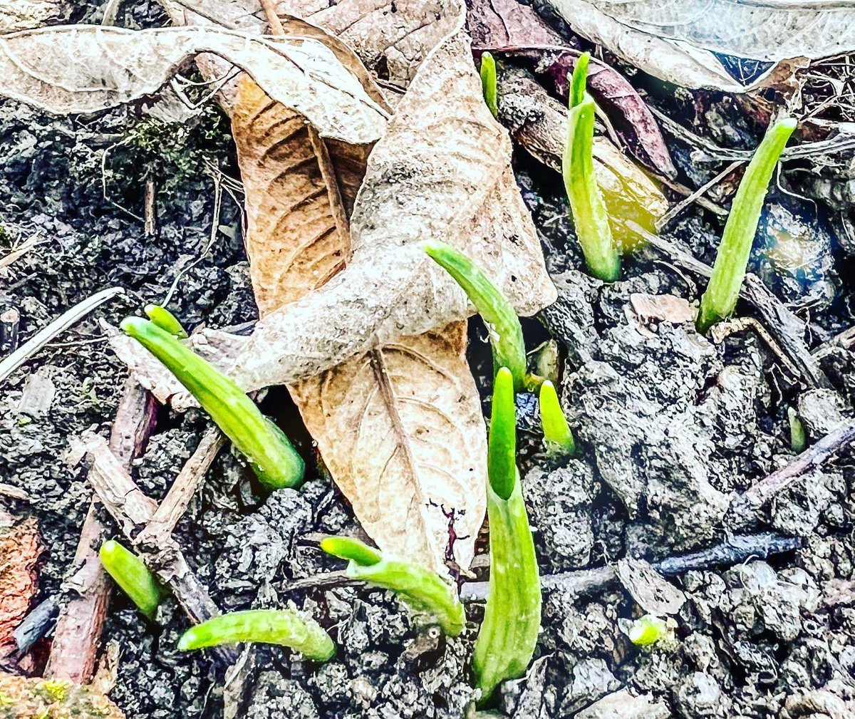 Community Action for Nature tweet media