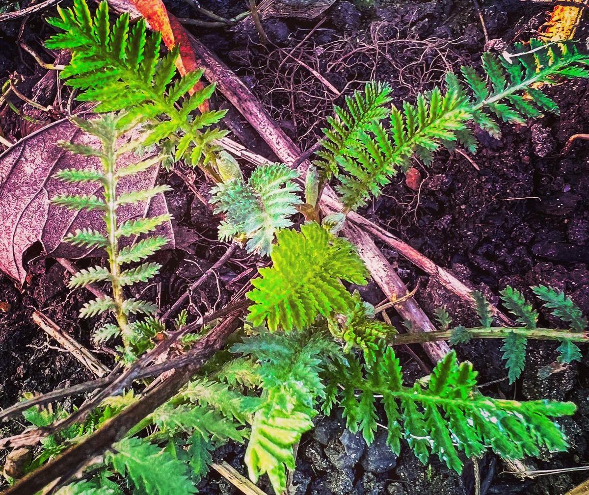 Community Action for Nature tweet media