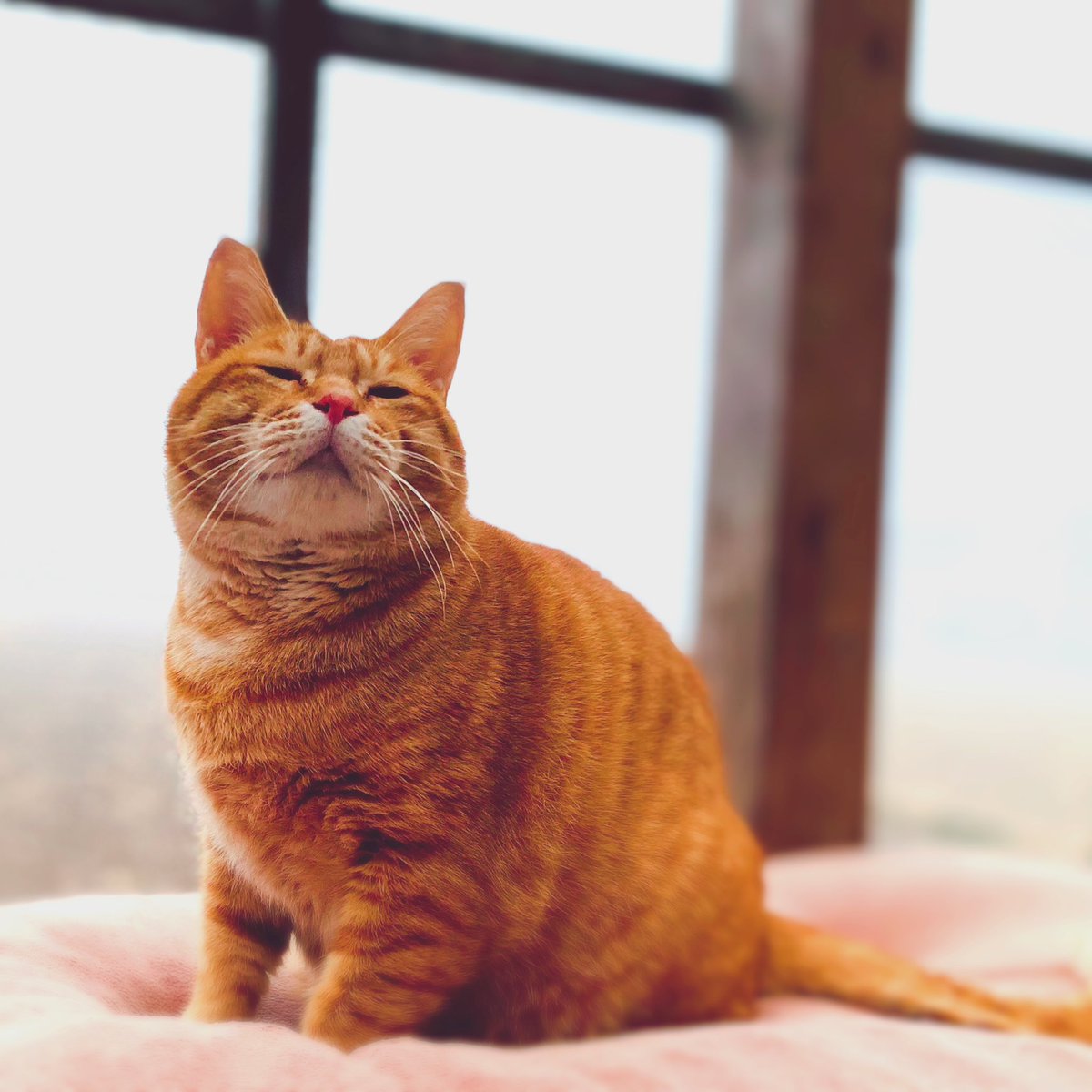 sen10teto's tweet image. おはようございます(*^^*)

今朝はモヤが凄いのでめちゃくちゃ晴れる？と思いながら
早朝から、洗濯機ぶん回してます💪

 #小さな猫庭
 #キャティオ
 #catio
 #猫エイズキャリア
 #茶とら