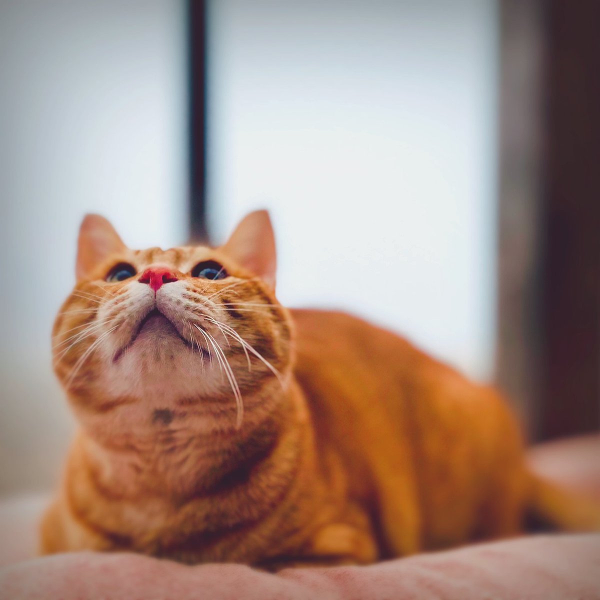 sen10teto's tweet image. おはようございます(*^^*)

今朝はモヤが凄いのでめちゃくちゃ晴れる？と思いながら
早朝から、洗濯機ぶん回してます💪

 #小さな猫庭
 #キャティオ
 #catio
 #猫エイズキャリア
 #茶とら