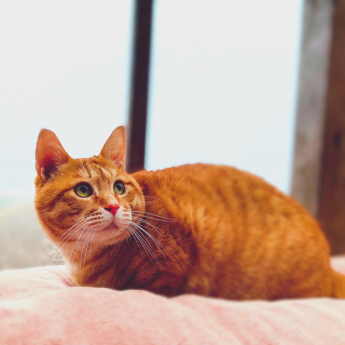 sen10teto's tweet image. おはようございます(*^^*)

今朝はモヤが凄いのでめちゃくちゃ晴れる？と思いながら
早朝から、洗濯機ぶん回してます💪

 #小さな猫庭
 #キャティオ
 #catio
 #猫エイズキャリア
 #茶とら