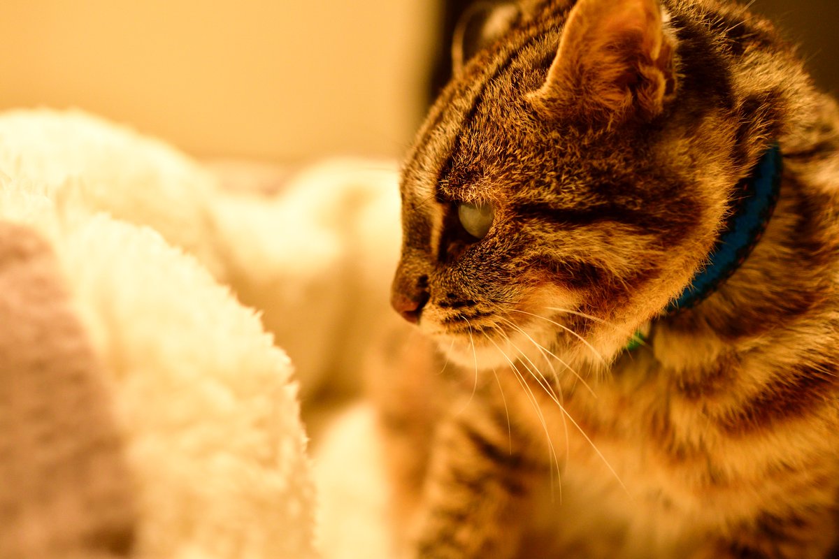 ToRaYaMa_TRYM's tweet photo. 牧草よりフカフカベット派…

＃ツシマヤマネコ ＃猫 ＃Cat https://t.co/OIXwc87FoZ
