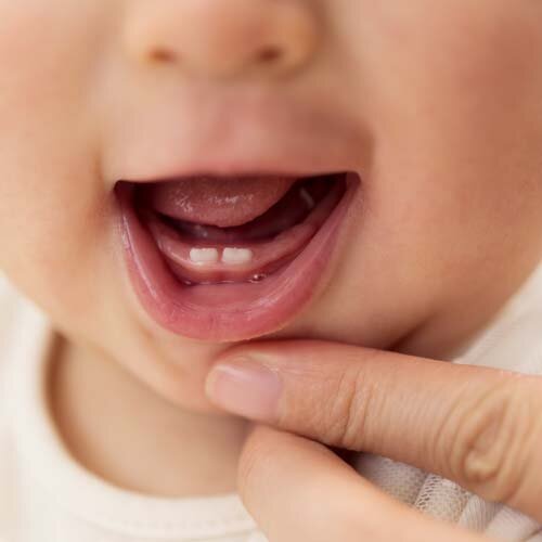 ashes_trashes's tweet photo. Typically babies start teething around three months old and their first teeth are the bottom two. https://t.co/W7NKrr9d1P