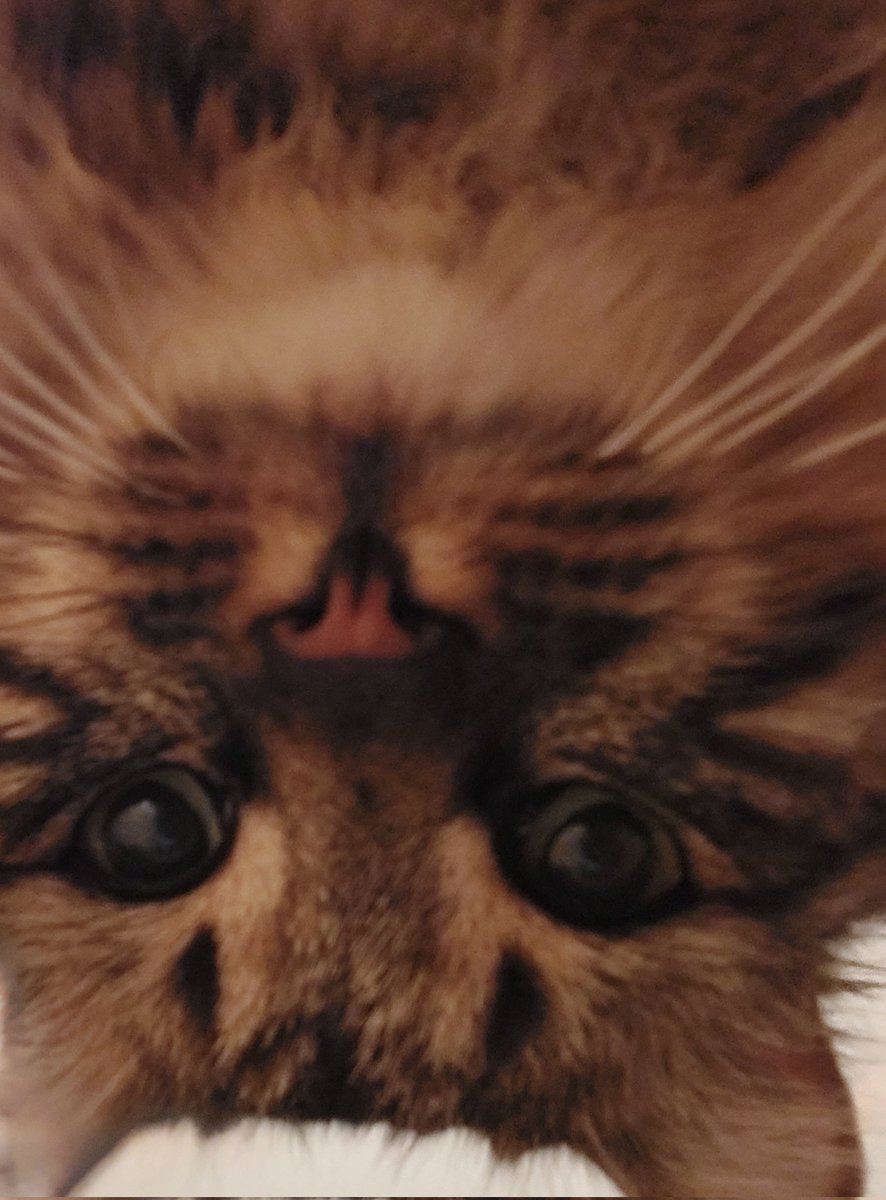 TheGeckka's tweet photo. My fur child
#catsforren https://t.co/1slhYY7hGc