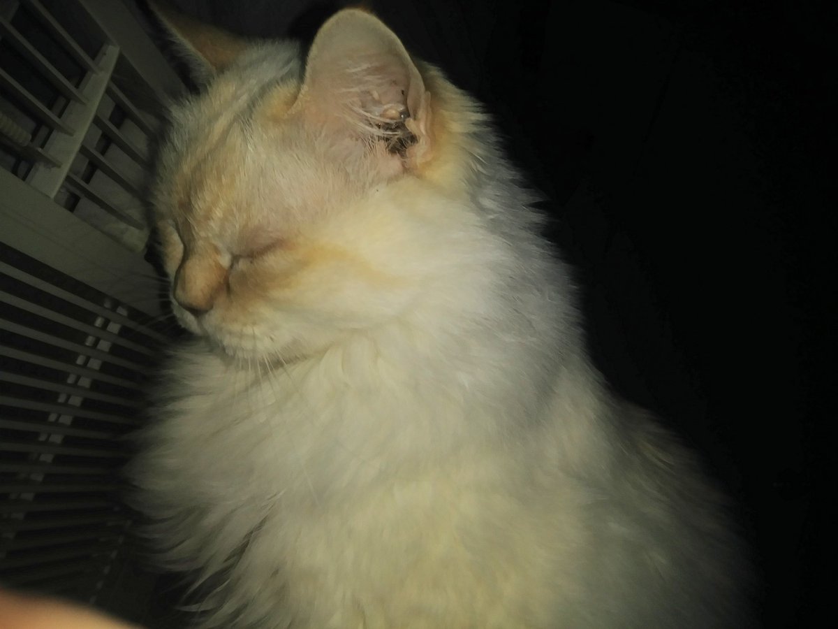 atwell_steve's tweet photo. @joncoopertweets Yes. My cat, Banshee. https://t.co/KpfMW2k6lq