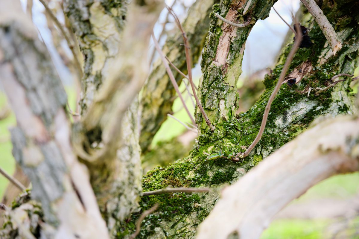 joncraddock's tweet photo. A few more weeks and it won't be quite so easy to see into this hedgerow. Hopefully heading for spring!! 🤞 #Photography #Mosstodon #Hedge

Censored! -> https://t.co/nQHegGVKO3 https://t.co/DENHJu3V0Y
