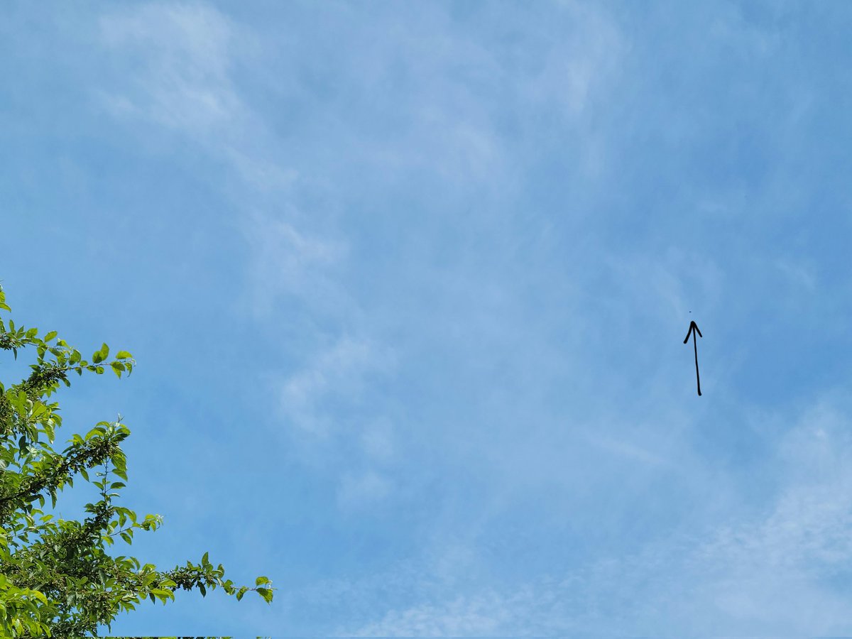 indigo__dreams_'s tweet image. Look Up. ✌️👽 #officialfirstcontact