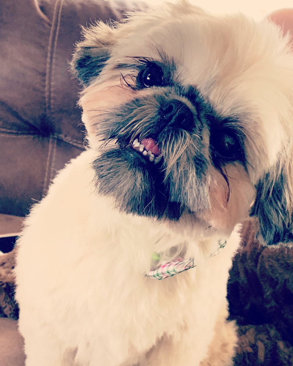 Colossal_Tags's tweet image. My puppy needed me. 🐾 #WorkExcuseIn4Words