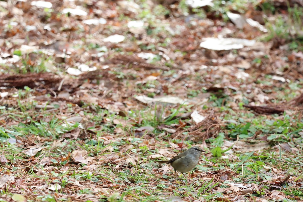 #Cettia diphone
#Japanese Bush Warbler
#ウグイス