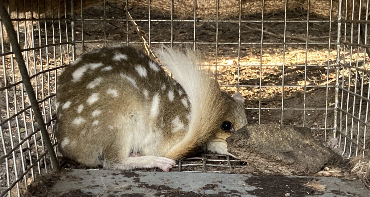 Congrats <a href="/MennaJones2/">Menna Jones</a> <a href="/RowenaHamer/">Rowena Hamer</a>, <a href="/davidghamilton1/">Dr David Hamilton</a> et al. Incredibly exciting news for eastern quoll research and <a href="/Tas_Land/">Tasmanian Land Conservancy</a>.